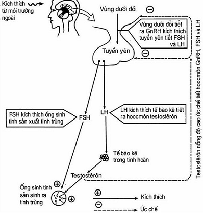 cơ chế điều hoà sinh tinh, olm